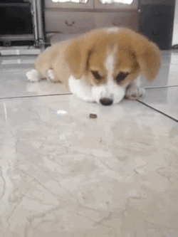 animated puppy corgi