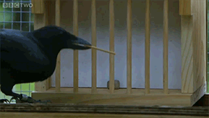 biology neuroscience behavioural