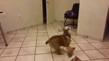 dog fail jump