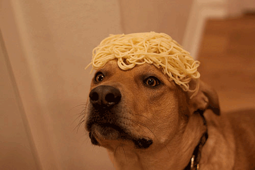 dog blinking spaghetti
