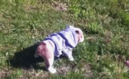 dog puppy bulldog