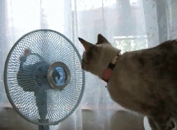 fan wind machine