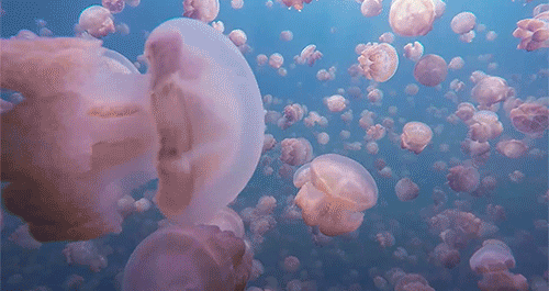 jellyfish