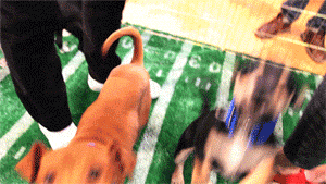 cute football puppy