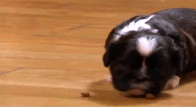 black and white dog puppy