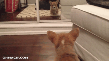 corgi funny