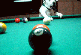 plays doggy billiard