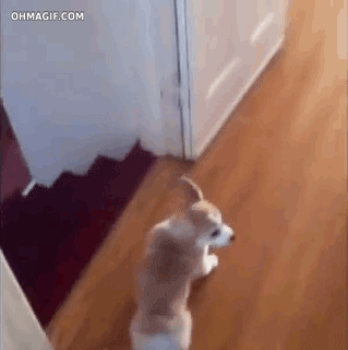 corgi mixed gif barrel roll