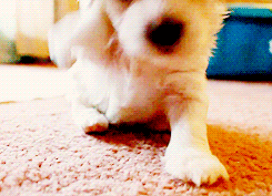 puppy playing