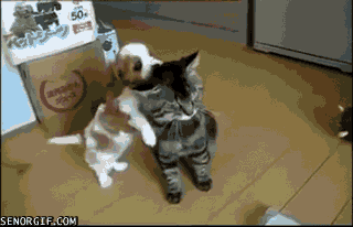 cat cheezburger catgifs