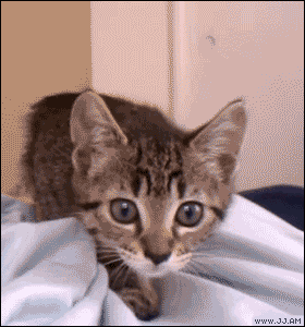 kitten wiggle