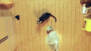 huffingtonpost cat jump slow motion