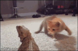 kateTEST kitten meow cat gif