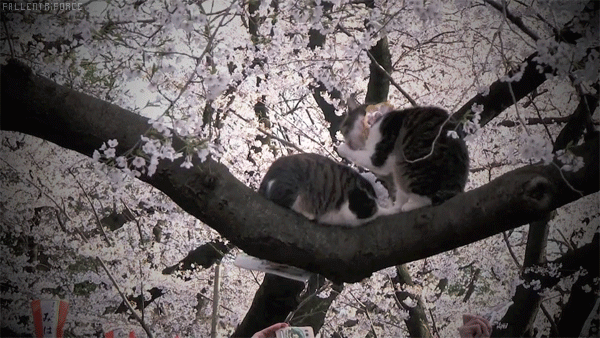 cat sakura