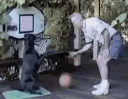 dog basketball