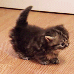 editor cat gif gifs