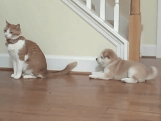 cat puppy shiba inu