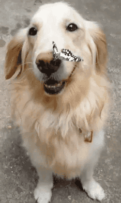 dog butterfly