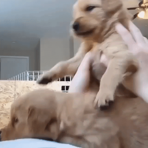 puppies pile