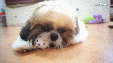 puppies puppy gif shih tzu