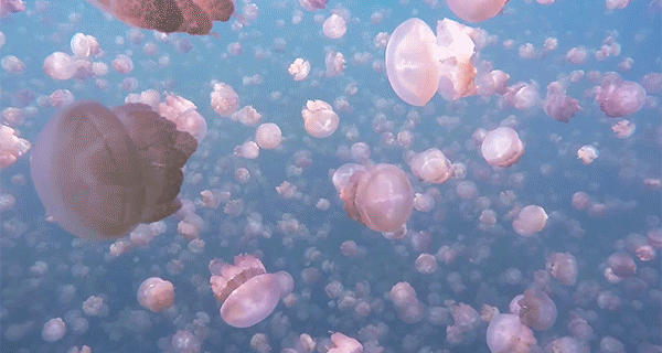 jellyfish