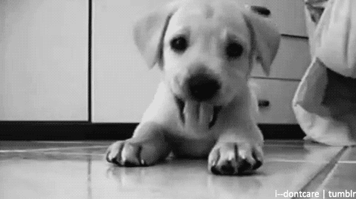 dog cute puppy