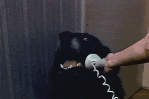 hello phone yes this is dog