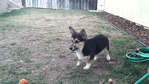 puppy corgi ein