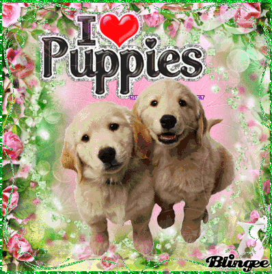 puppies