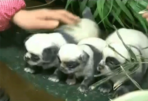 dog roll over gifs