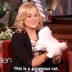 cat amy poehler ellen degeneres