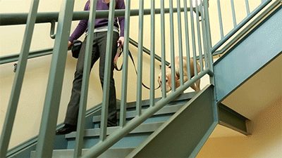 puppy wrangler todaypuppy