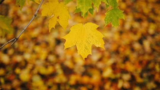 fall autumn leaves