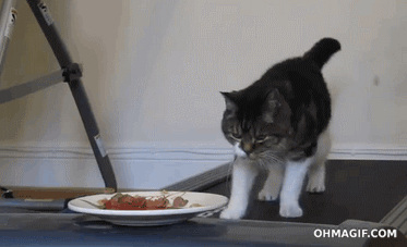 cat food treadmill