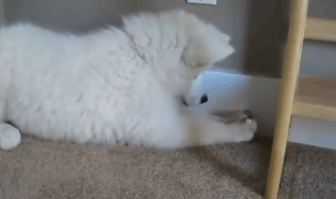 dog puppy samoyed