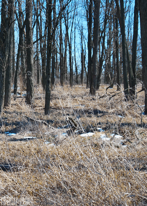 landscape forest