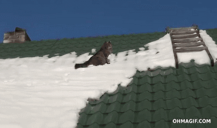 cat mixed gif climb