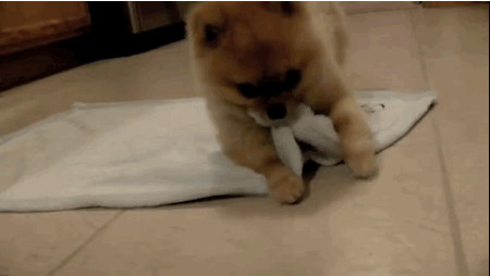 puppy playing