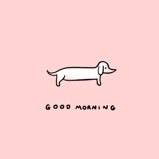 dog dachshund goodmorning