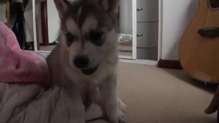 puppy husky