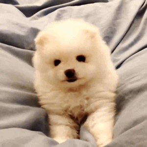 puppy puppies gif