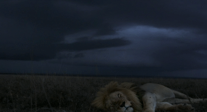 lion storm