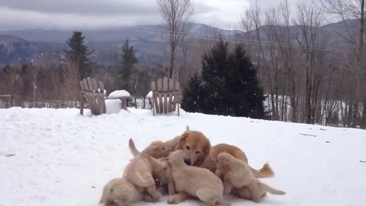 puppies swarmed