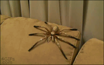 prank spider