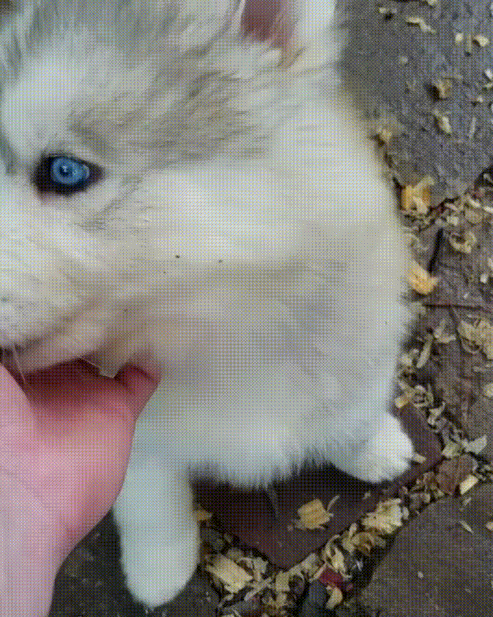 puppy huskey