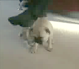 cheezburger funny puppy