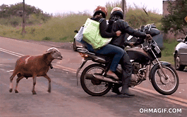 head motorcycle goat