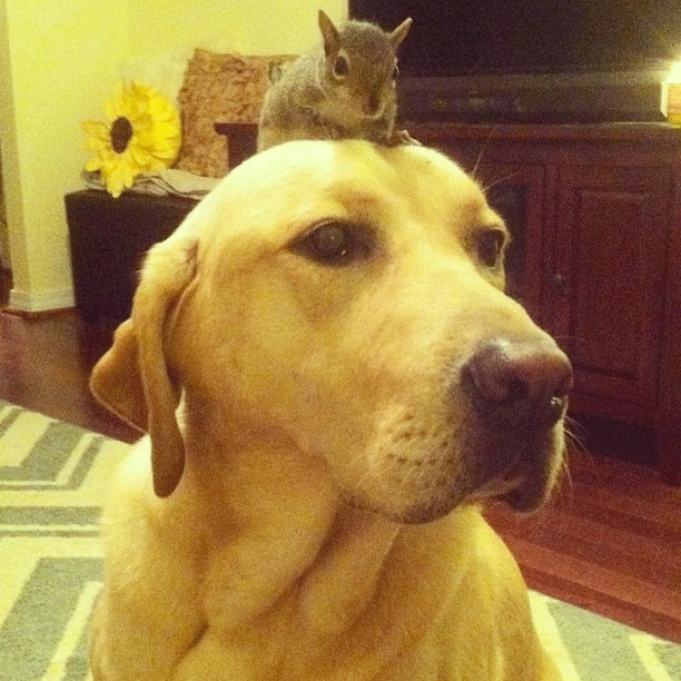 dog deal with it squirrel