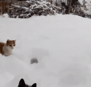 cheezburger cat snow winter