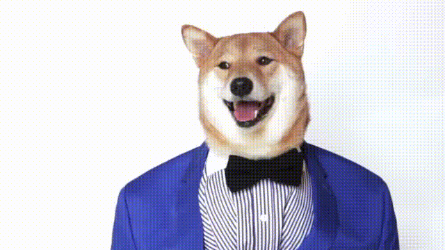 mensweardog cute dog